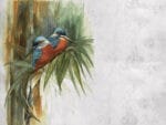 Tapeta ścienna zimorodki "Kingfisher Birds - Aquarelle"