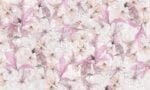 Parrot Garden Pink Wallpaper - Image 3