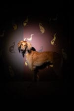 Bamboo Brown Wallpaper (Kopia) (Kopia) (Kopia) - Image 2